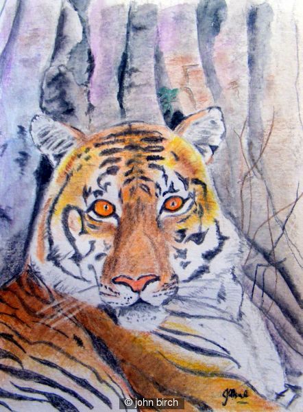 Tiger Tiger