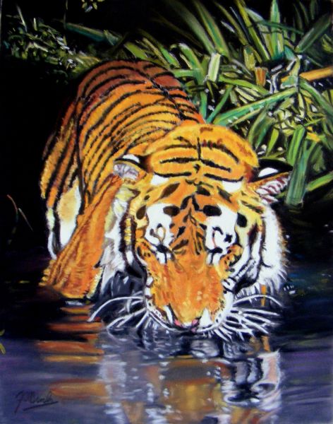 tiger---a-shaft-of-sunlight