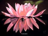 Beauty Reflected