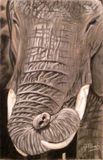 elephant-by-moonlight
