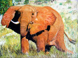 eating-grass