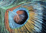 Eye of the Feather
