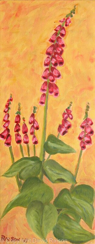 Foxglove in my garden