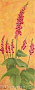 Foxglove in my garden