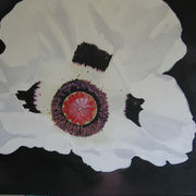 Dark-eyed poppy