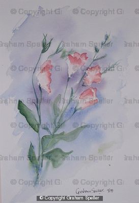Freesia study