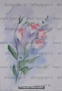 Freesia study