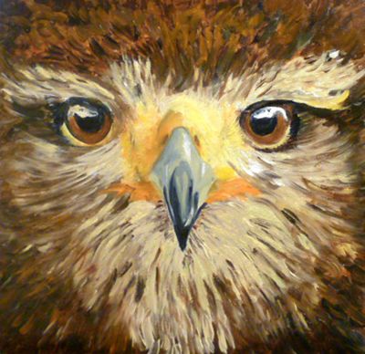 Hawk