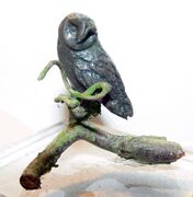 Little owl