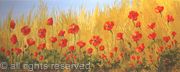 Natural Poppy Field