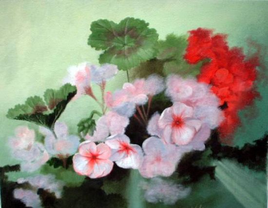pink geraniums