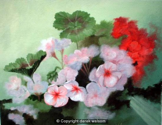 pink geraniums