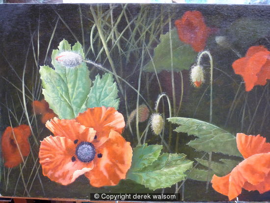 poppies 2