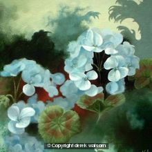White geraniums