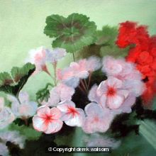 pink geraniums