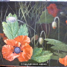 poppies 2
