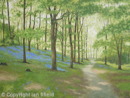 Woodland walk