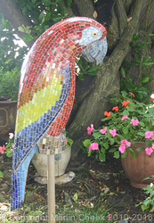 Macaw