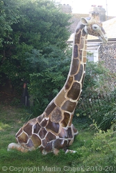 Giraffe