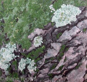 Moss on Bark