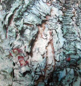 Arnside Bark