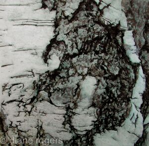silver-bark