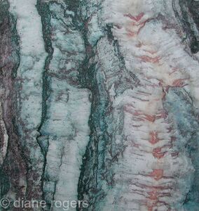 tiger-bark-2