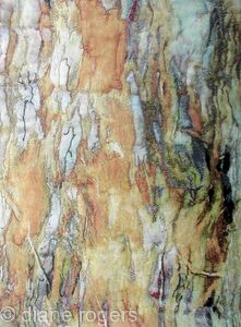 Sequoia Bark