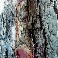 spanish bark 1