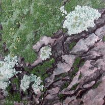 Moss on Bark