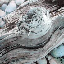Driftwood