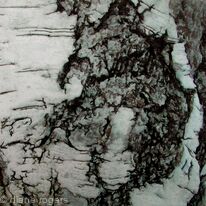 silver-bark