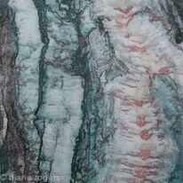 tiger-bark-2