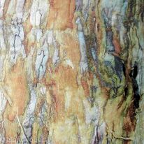 Sequoia Bark