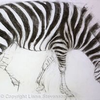 Zebra 1 