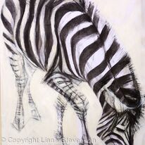 Zebra 2