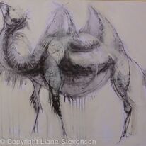 Camel 2 .