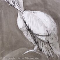 Pelican, preening.