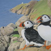 Puffins