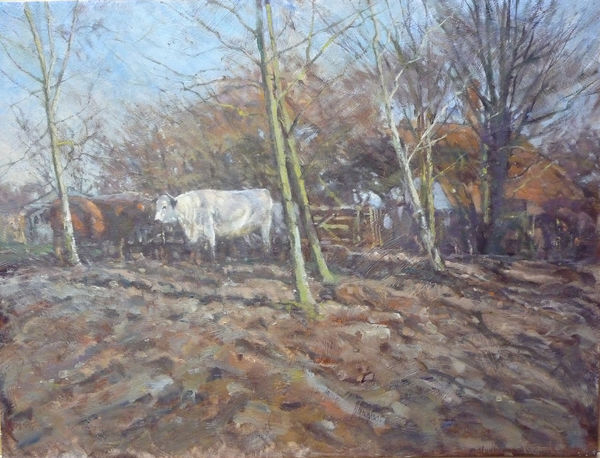 White Park Cattle
