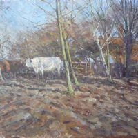 White Park Cattle
