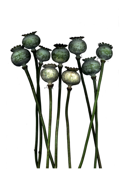 Dead Poppy Heads