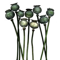 Dead Poppy Heads