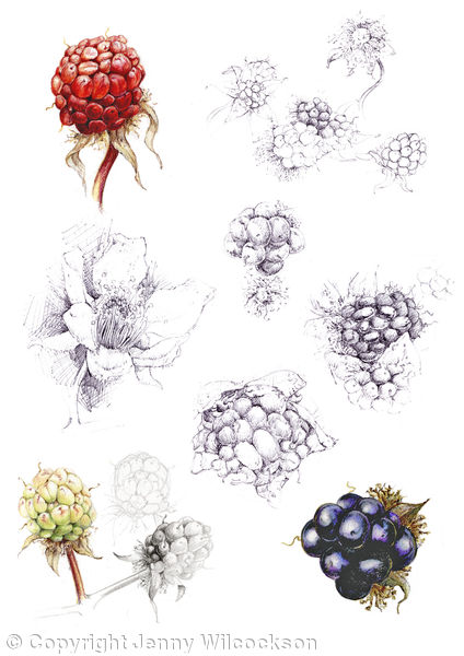 Blackberries