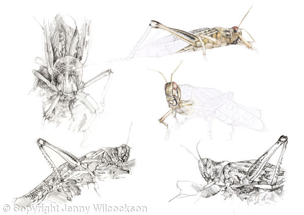 Locusts