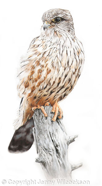 Merlin