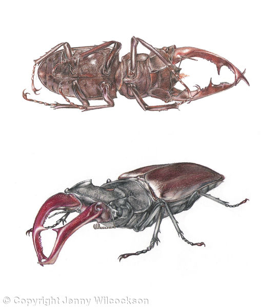 Stag Beetles