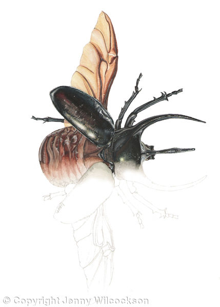 Atlas Beetle