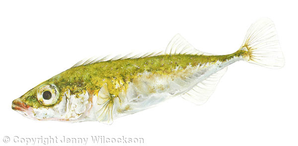 Ten-Spined Stickleback
