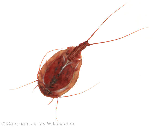 Tadpole Shrimp